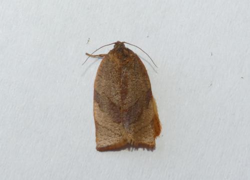 Cacoecimorpha pronubana